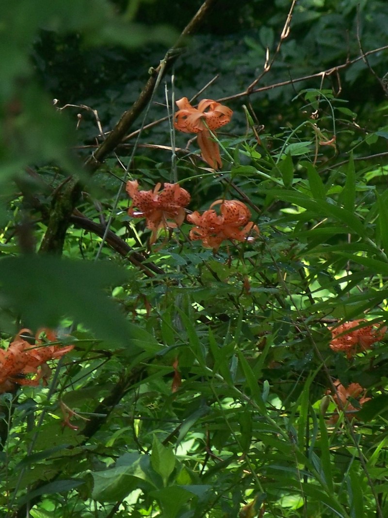 flowers on the mountain - Grandma Pruett and Euby's pride